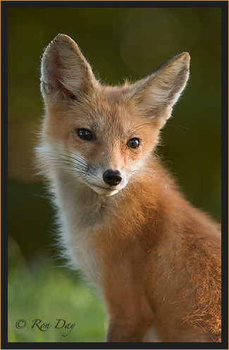 Red Fox (Vulpes vulpes), Looking Back